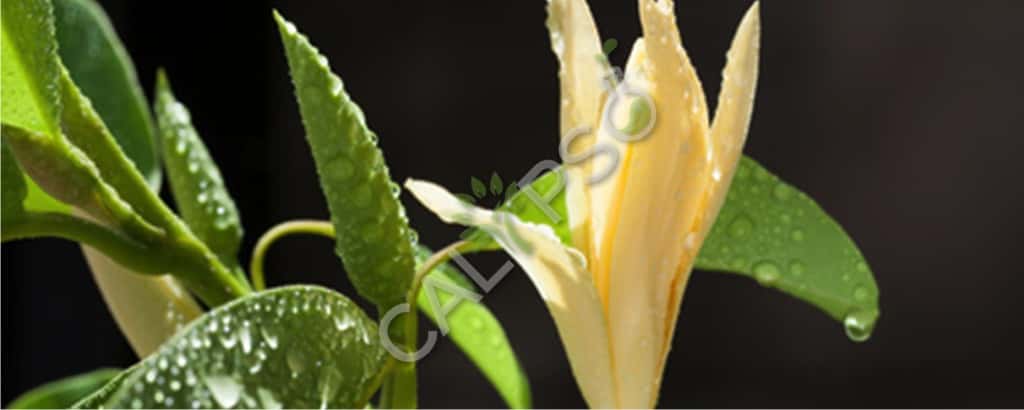 Comprar champaca natural esencial aceite esencial